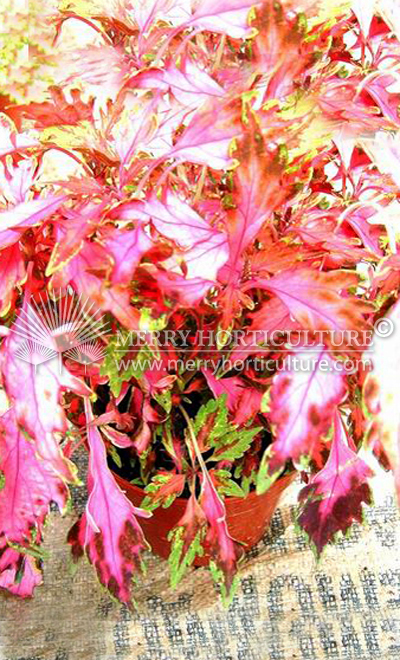 Coleus red spp 1